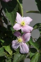 Clematis montana 'Tetrarose' cont. 3L high 80-100 cm +ф