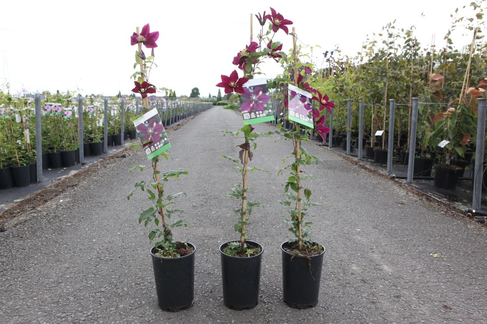 Clematis 'Niobe' cont. 3L hoch 80-100 cm +B