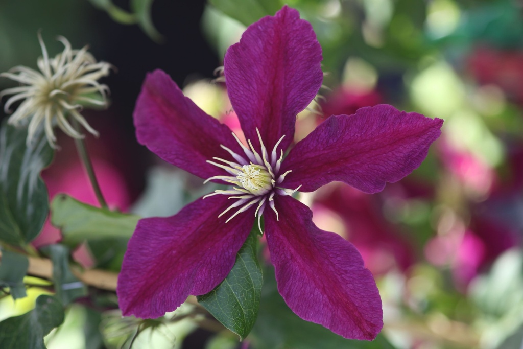 [P] Clematis 'Niobe' cont. 3L hoch 80-100 cm +B