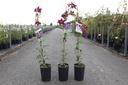 Clematis 'Niobe' cont. 3L high 80-100 cm +ф