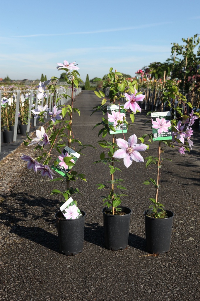 Clematis 'Nelly Moser' cont. 3L haut 80-100 cm +p