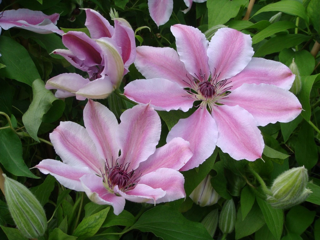 [P] Clematis 'Nelly Moser' cont. 3L high 80-100 cm +ф