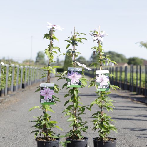 [P] Clematis 'Nelly Moser' cont. 3L hoch 80-100 cm +B