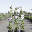 Clematis 'Nelly Moser' cont. 3L high 80-100 cm +ф