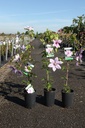 Clematis 'Nelly Moser' cont. 3L high 80-100 cm +p
