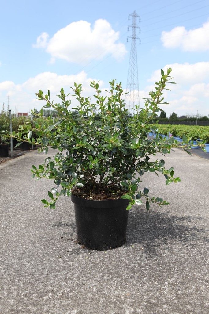 Escallonia rubra macrantha cont. 10L 80/+ cm +ф