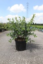 Escallonia rubra macrantha cont. 10L 80/+ cm +B