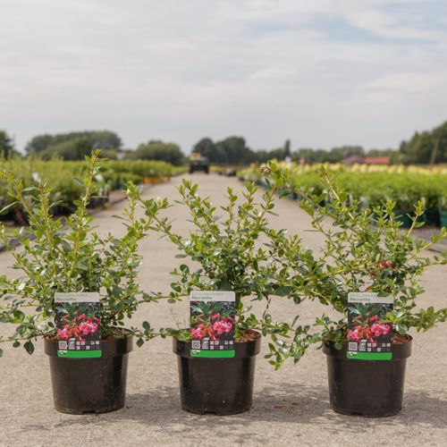 Escallonia rubra macrantha cont. 3,6L 40-50 cm +ф