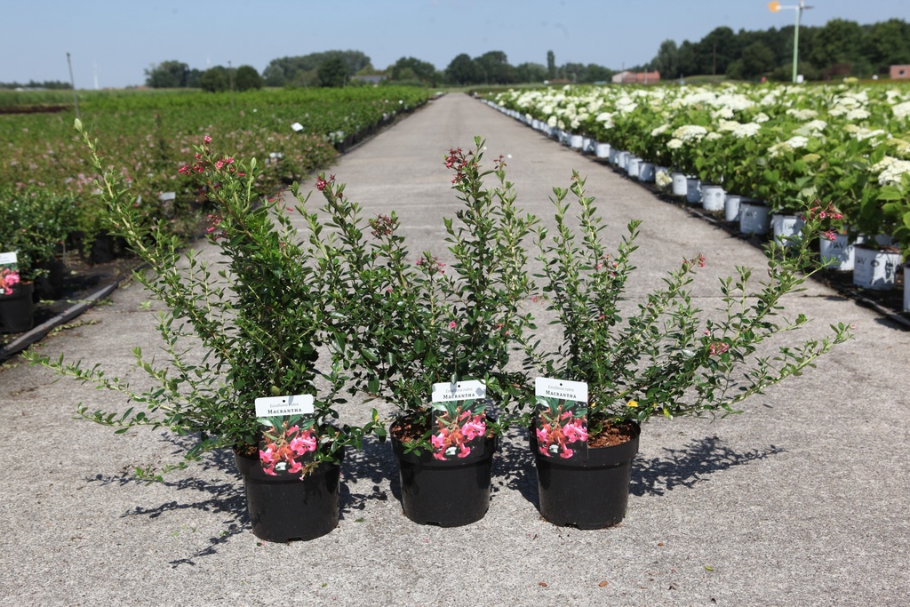 [P] Escallonia rubra macrantha cont. 3,6L 40-50 cm +p