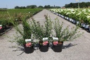 Escallonia rubra macrantha cont. 3,6L 40-50 cm +f