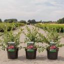 Escallonia rubra macrantha cont. 3,6L 40-50 cm +p