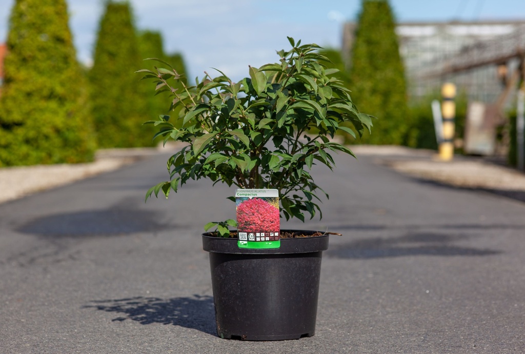 Euonymus alatus 'Compactus' cont. 5L 40/+ cm +f