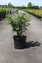 Euonymus alatus 'Compactus' cont. 5L 40/+ cm +ф