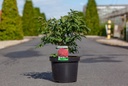 Euonymus alatus 'Compactus' cont. 5L 40/+ cm +f