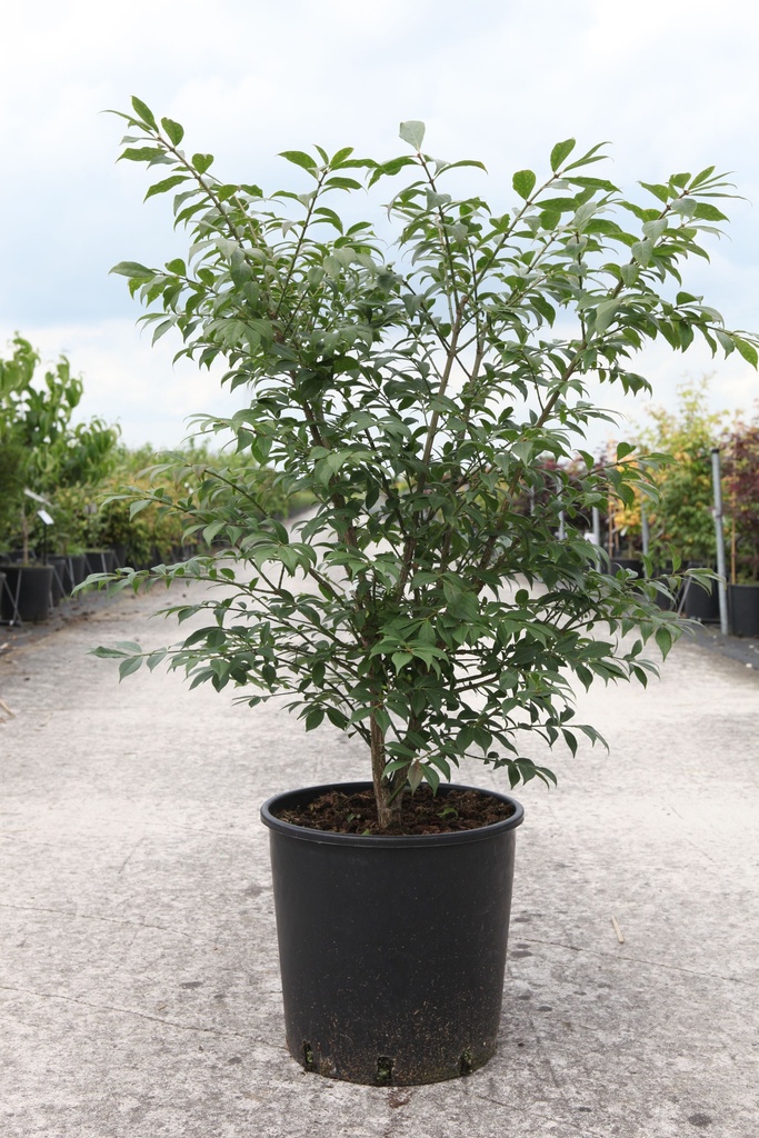 Euonymus alatus 'Compactus' cont. 15L 60/+ cm +ф