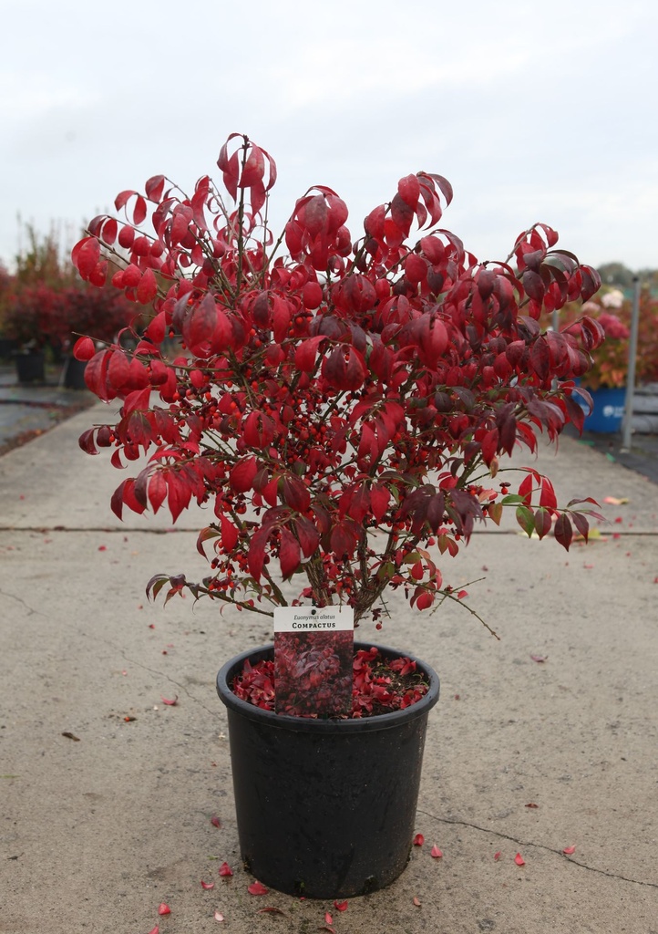 Euonymus alatus 'Compactus' cont. 15L 60/+ cm +p