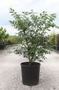 Euonymus alatus 'Compactus' cont. 15L 60/+ cm +ф