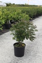 Euonymus alatus 'Compactus' cont. 15L 60/+ cm +f