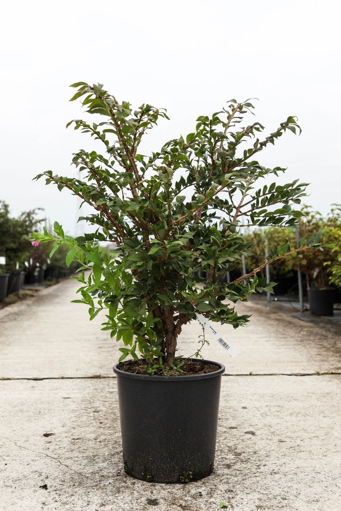 Euonymus alatus 'Compactus' cont. 18L 80/+ cm +f