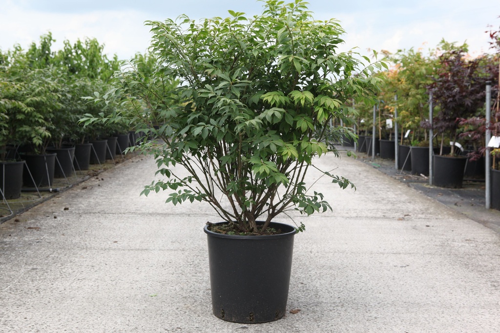 Euonymus alatus 'Compactus' cont. 18L 80/+ cm +p