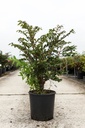 Euonymus alatus 'Compactus' cont. 18L 80/+ cm +f