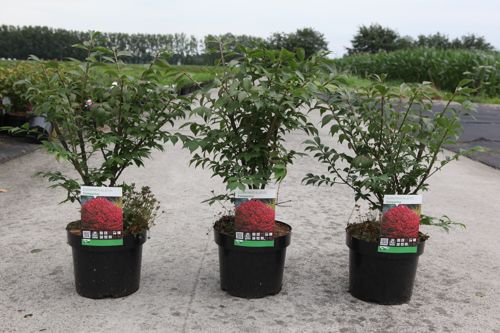 Euonymus alatus 'Compactus' cont. 3,6L 25/+ cm +ф