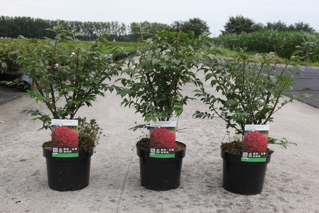 Euonymus alatus 'Compactus' cont. 3,6L 25/+ cm +f