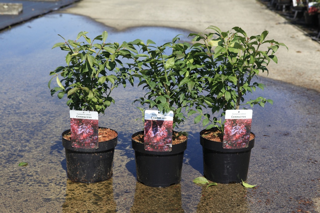 Euonymus alatus 'Compactus' cont. 3,6L 25/+ cm +f