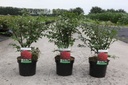 Euonymus alatus 'Compactus' cont. 3,6L 25/+ cm +f