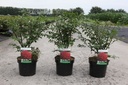 Euonymus alatus 'Compactus' cont. 3,6L 25/+ cm +p