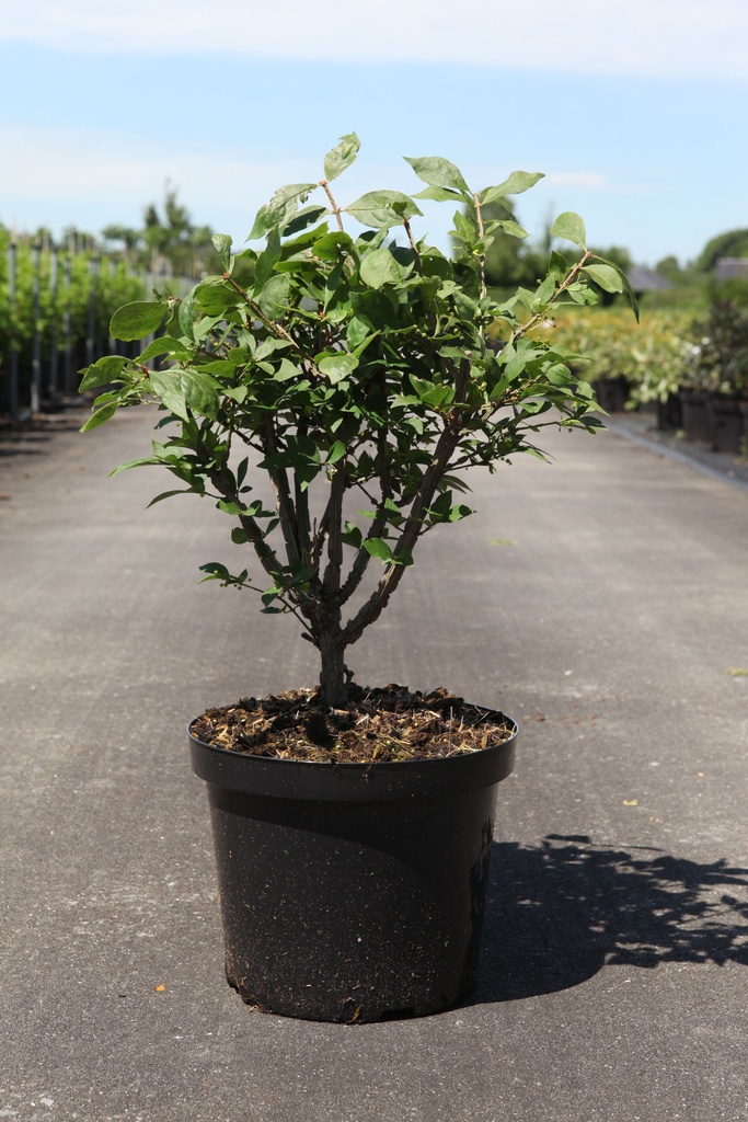 Euonymus alatus cont. 5L 40-50 cm +ф