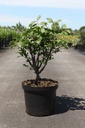 Euonymus alatus cont. 5L 40-50 cm +ф