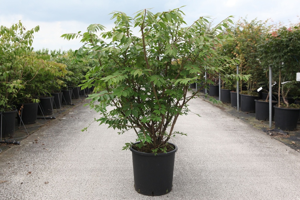 Euonymus alatus cont. 18L 80-100 cm +f