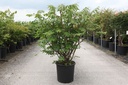 Euonymus alatus cont. 18L 80-100 cm +p
