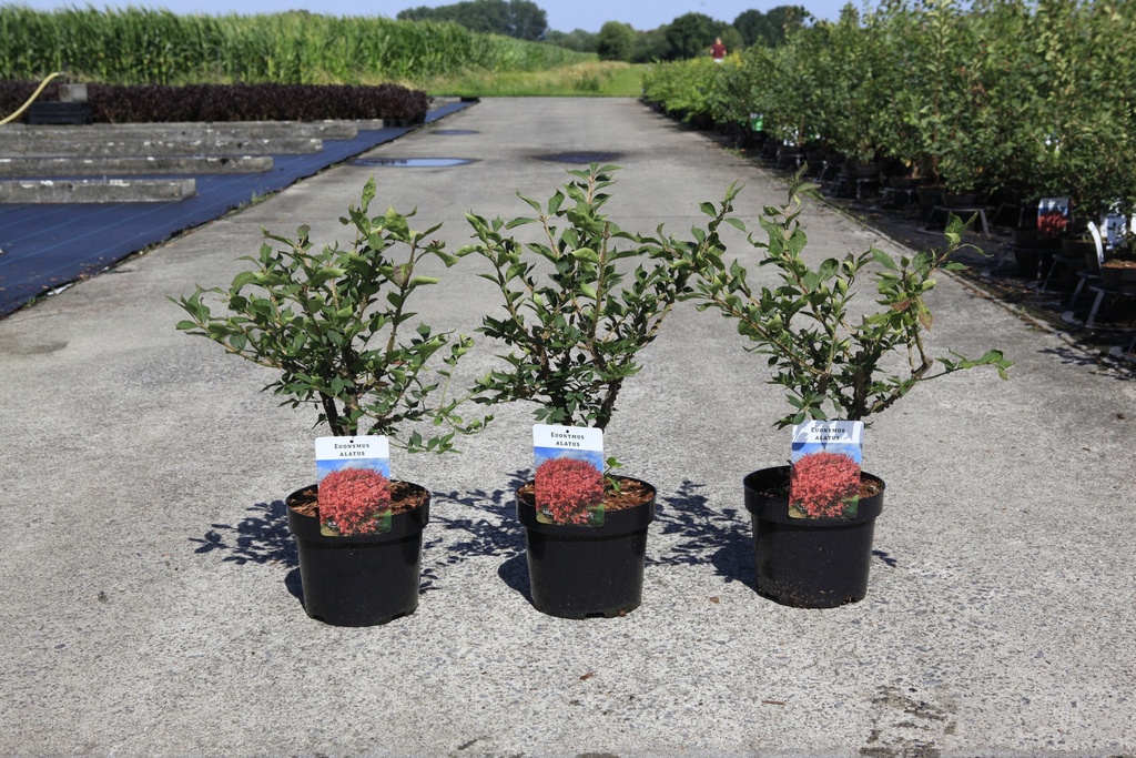 Euonymus alatus cont. 3,6L 30-40 cm +B