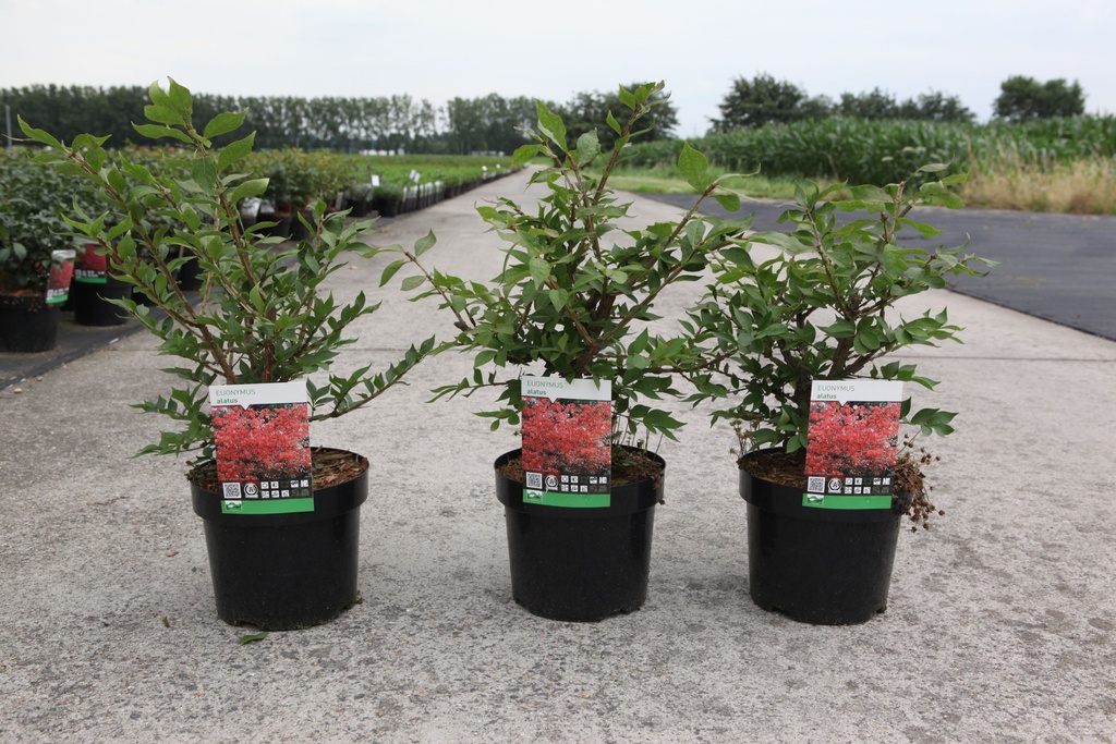 Euonymus alatus cont. 3,6L 30-40 cm +p