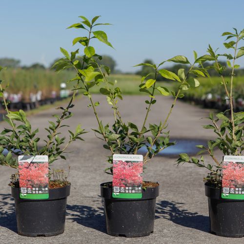 [P] Euonymus alatus cont. 3,6L 30-40 cm +p
