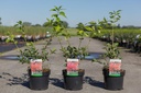 Euonymus alatus cont. 3,6L 30-40 cm +B
