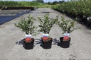 Euonymus alatus cont. 3,6L 30-40 cm +f
