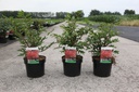 Euonymus alatus cont. 3,6L 30-40 cm +p