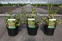 Euonymus fortunei BLONDY® cont. 3L 30/+ cm +f