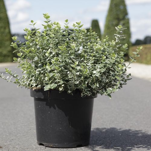 [P] Euonymus fortunei 'Emerald Gaiety' cont. 10L 40-50 cm +B