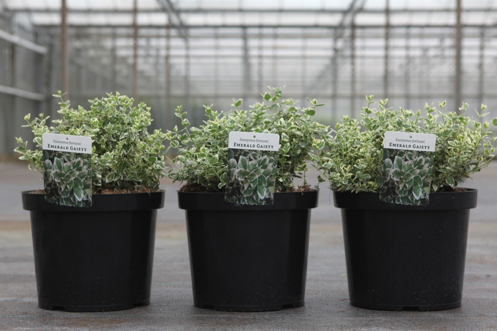 Euonymus fortunei 'Emerald Gaiety' cont. 10L 40-50 cm +p