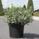 Euonymus fortunei 'Emerald Gaiety' cont. 10L 40-50 cm +ф