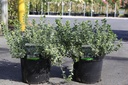 Euonymus fortunei 'Emerald Gaiety' cont. 10L 40-50 cm +B