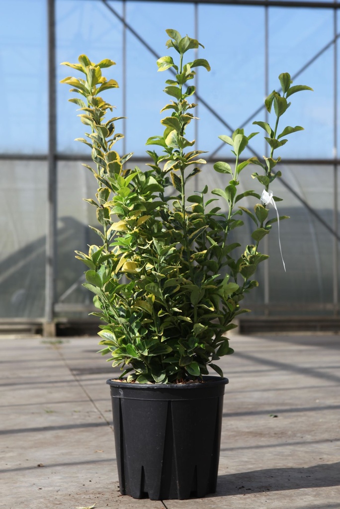 [P] Euonymus japonicus 'Aureus' cont. 10L 50-60 cm