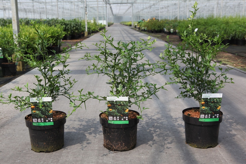 Poncirus trifoliata cont. 3,6L 30-40 cm +p