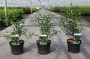Poncirus trifoliata cont. 3,6L 30-40 cm +p