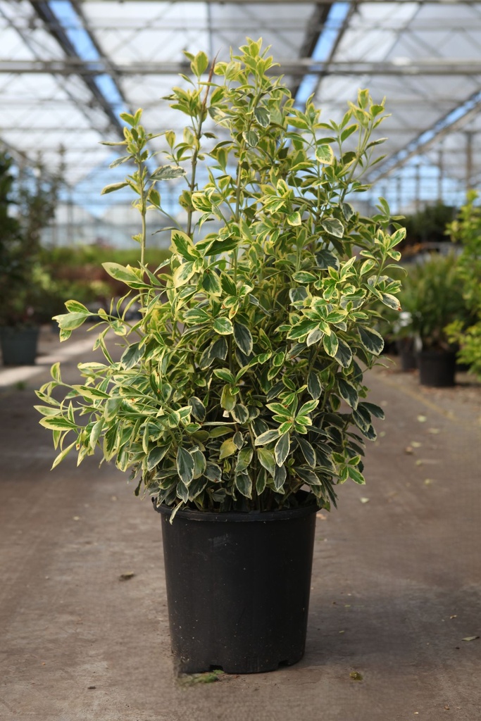 Euonymus japonicus 'Bravo' cont. 10L 50-60 cm