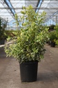 Euonymus japonicus 'Bravo' cont. 10L 50-60 cm